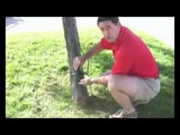 Outdoor Tree Lighting Professional Christmas Light Installers In Sacramento Youtube