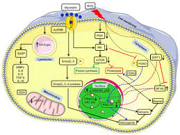 Molecular Mechanisms and the Interplay of Important Chronic Obstructive  Pulmonary Disease Biomarkers Reveals Novel Therapeutic Targets