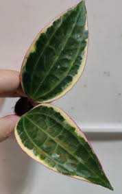 Image result for Carvalhoa macrophylla