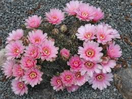 Image result for Gymnocalycium