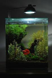 50 Stunning Aquarium Design Ideas For Indoor Decorations Akvaryumlar Akvaryum Bitki