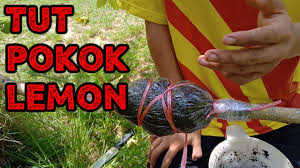 Usia atau jangka hayat pokok betik tut ini bergantung pada penjagaan dan pembajaan. Kaedah Cantuman Mata Tunas Pokok Durian By Ilmu Tani