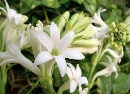 The sweetest smelling flower that may not last long when cut but are delicate and smell great while they last. 12 Plants That Will Make Your Garden Smell Great Night Blooming Flowers Bulb Flowers Fragrant Flowers