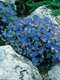 Campanula Blue Clips Bluestone Perennials Blue Garden Flowers Perennials Ground Cover