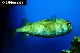 Porcupine Puffer Fish Care Size Life Span Tank Mates Breeding