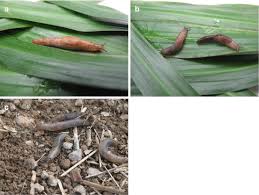 Rats, mice, wasps, fleas, bed bugs, bees, ants, rabbits, woodworm, birds. Nematodes Associated With Terrestrial Slugs Springerlink