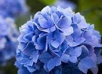 Health Benefits Of Hydrangea Deadly Plants Sun Loving Plants Garden Lovers Club
