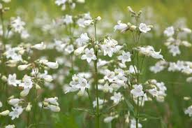 Image result for Penstemon