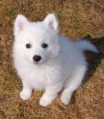 Wilson The Japanese Spitz Japanese Spitz Puppy Spitz Puppy Japanese Spitz Dog