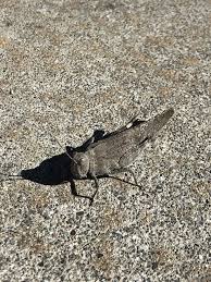 Image result for Dissotis speciosa