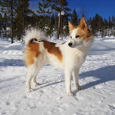 I've also learned and appreciate the finnish cultural heritage that follows this breed. Pohjanpystykorva Explore Tumblr Posts And Blogs Tumgir