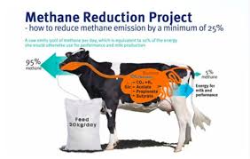 How Project Clean Cow Is Reducing Cattle Methane Emissions By Up To Half Methane Cattle Feed Emissions