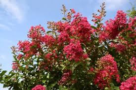 We did not find results for: Alternatives To Crepe Myrtles Are There Plants Similar To Crepe Myrtle