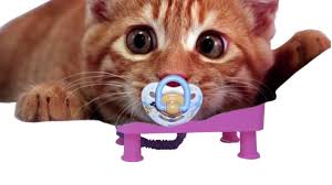 Aycat Kedi Tuvaleti Tanitimi Kedi Tuvaletler
