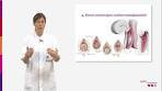 Bekkenbodem Wat is een verzakking - YouTube