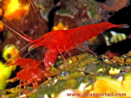 Halocaridina Rubra Crevette Rouge Hawaienne Crevette Aquarium Crevettes Aquarium