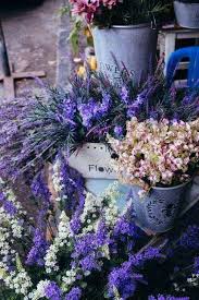 Lavanda Lavender Flowers Lavender Plant Purple Flowers