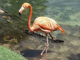 Flamingo Brevard Zoo Flamingo Brevard