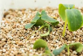 Image result for tomato seedling damping off