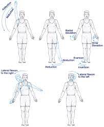 Pin By Heather L On Systems Musculoskeletal Human Anatomy And Physiology Yoga Anatomy Exercise Physiology