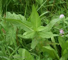 Image result for Guizotia