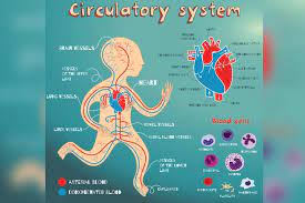 Home » unlabelled » arteries diagram for kids / artery and back into the lungs, where the process begins again. Heart Circulatory System Diagram Parts Function For Kids