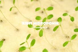 Namun jenis yang paling marak untuk ditanam hidroponik saat ini adalah jenis sayuran. Bibit Hidroponik Jual Bibit Tanaman Sayuran Hidroponik