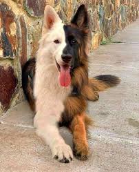 Beautiful Dogs You Can T Have The Top Breeds That Shouldn In 2020 Beautiful Dogs Cute Animals Bear Dog Breed