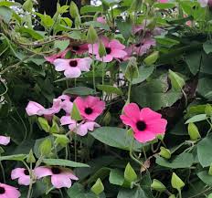 Image result for Thunbergia gossweileri