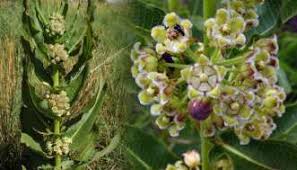 Image result for Pachycarpus eximius