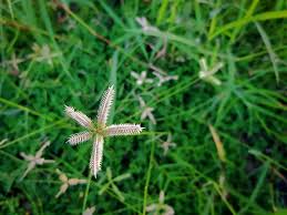 Names that mean anemone, iris, asphodel, daffodil róisín: Lawn Weeds Identification Guide Weeds In Texas With Pictures