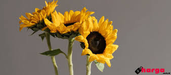 Selain itu, kamu juga harus melindungi bunga matahari dari angin. Update Harga Bibit Bunga Matahari Dan Cara Menanamnya Daftar Harga Tarif