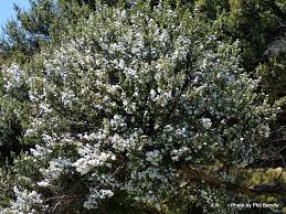 It only occurs in the north island north of 38°s latitude. Manuka Or Kanuka 3 Tips To Be Sure New Zealand Nature Guy