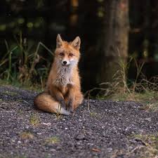 9 Cute Pictures Of Red Foxes Fox sitting cut out stock images. 9 cute pictures of red foxes