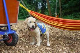 Check spelling or type a new query. Chien Guide D Aveugle Une Annee En Tant Que Famille D Accueil