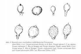 Image result for Viscum obscurum