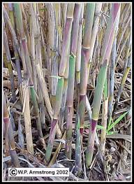 Check spelling or type a new query. Bamboo