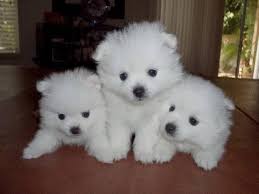 Miniature Black American Eskimo Dog American Eskimo Puppies American Eskimo Puppy American Eskimo Dog Puppy American Eskimo Dog