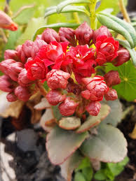I have 5 kalanchoes in my balcony and they are faced to the east, and they get around 5 hours (7 am to 12 pm) of sunlight. Kalanchoe Plant Summarized By Plex Page Content Summarization