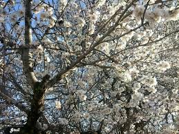 See more ideas about flowering trees, trees to plant, plants. The Flowering Almond Tree G Tal Flickr