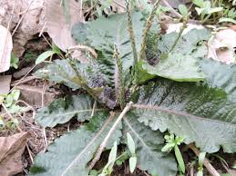 Image result for Elytraria