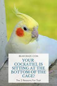 Is Your Cockatiel Sitting At The Bottom Of The Cage If Yes You Should Definitely Stay Alert Here Read This Article T Cockatiel Pet Bird Cage Cockatiel Cage