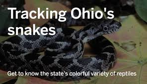 Gray ratsnake show me a picture of a rat snake. Snakes Of Ohio Identifying All 25 Species Slideshow Cleveland Com