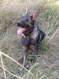 Ritter My 4 Month Old German Shepherd He Is From Kraftwerk K9 In Sable German Shepherd German Shepherd Animals