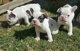 Beautiful frenchie/ french bulldog puppies for sale. French Bulldog Puppies For Sale In Pretoria By Caroline Van Deventer