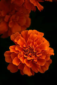 Marigolds October Birth Flower My Next Tattoo Ellie S Birth Flower Birth Flowers Most Beautiful Flowers October Birth Flowers