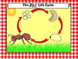 Ant Clipart Lifecycle And Adorable Ants Clip Art Ant Life Cycle Hand Illustration Choose from over a million free vectors, clipart graphics, vector art images, design templates, and illustrations created by artists worldwide! clip art ant life cycle