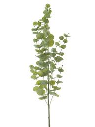 Image result for Eucalyptus sp.