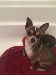 Get a boxer, husky, german shepherd, pug, and more on kijiji, canada's #1 local classifieds. Pin On Dogs For Adoption