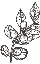 Image result for Acokanthera schimperi